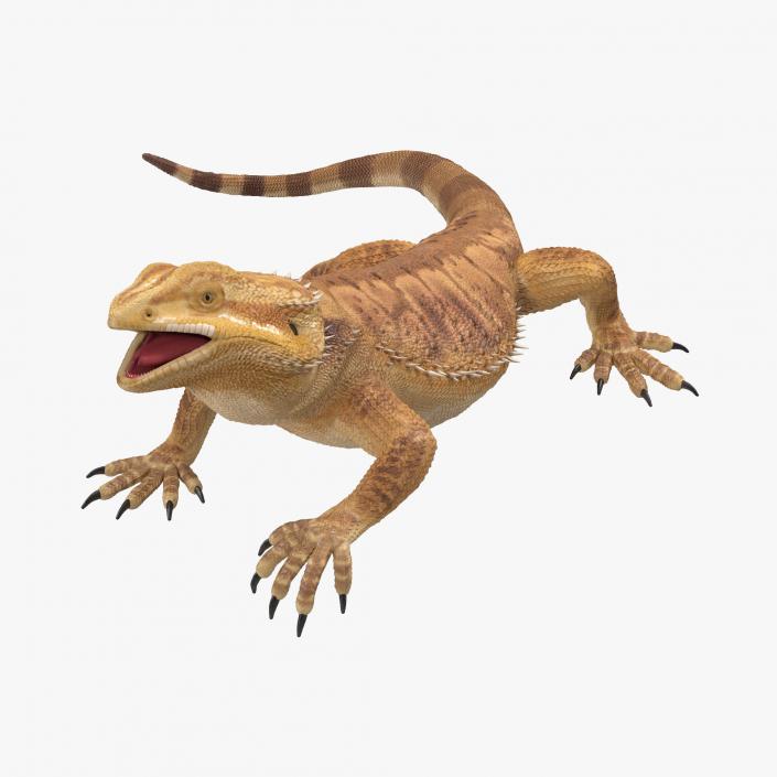 3D Bearded Dragon Rigged