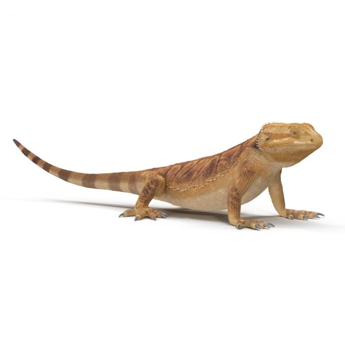 3D Bearded Dragon Rigged