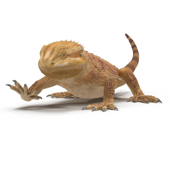 3D Bearded Dragon Rigged