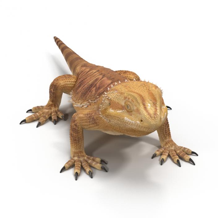 3D Bearded Dragon Rigged