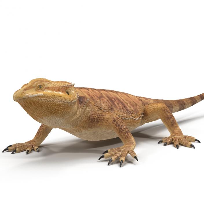 3D Bearded Dragon Rigged