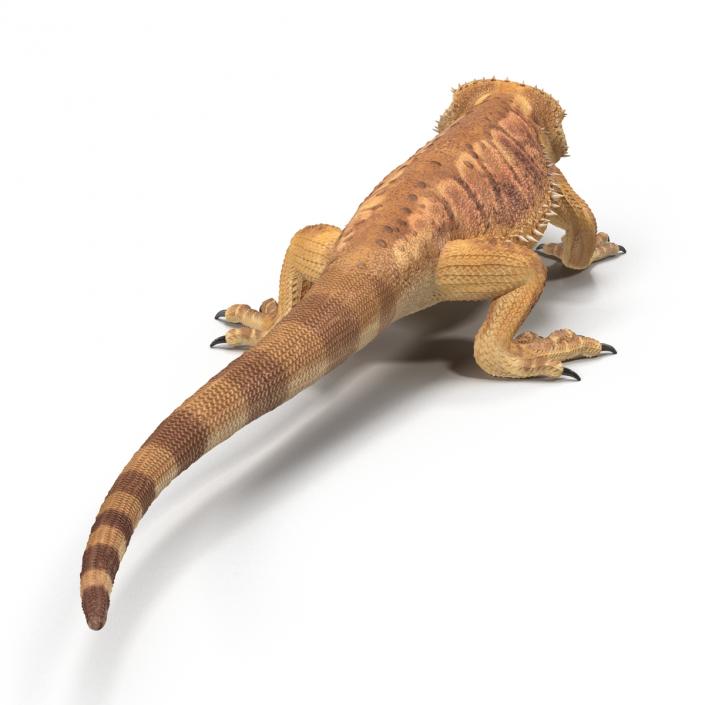 3D Bearded Dragon Rigged