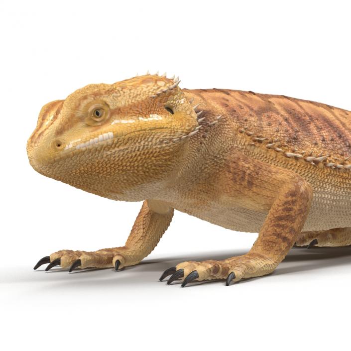 3D Bearded Dragon Rigged