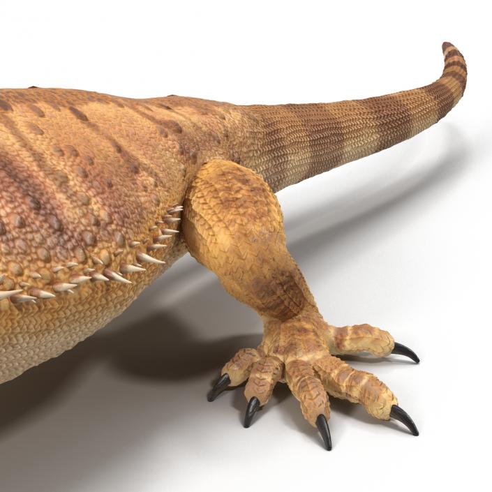 3D Bearded Dragon Rigged