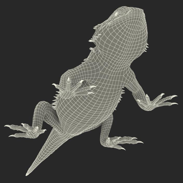 3D Bearded Dragon Rigged