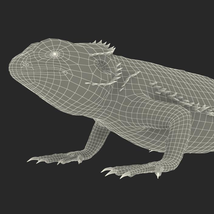 3D Bearded Dragon Rigged