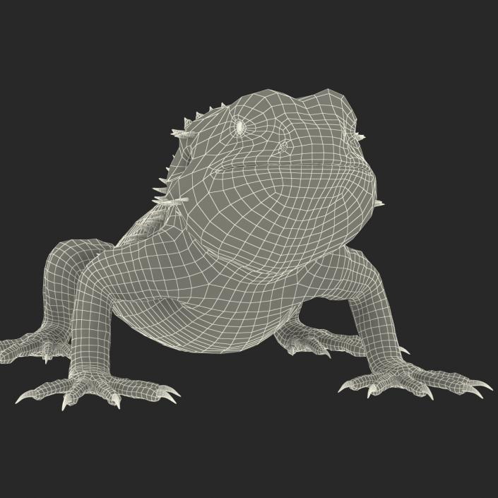 3D Bearded Dragon Rigged