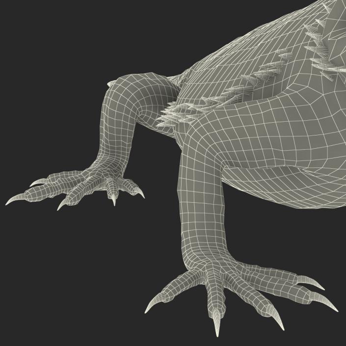 3D Bearded Dragon Rigged