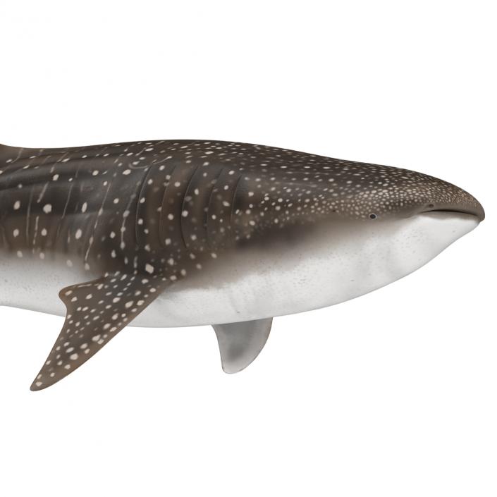 3D Whale Shark Rigged model