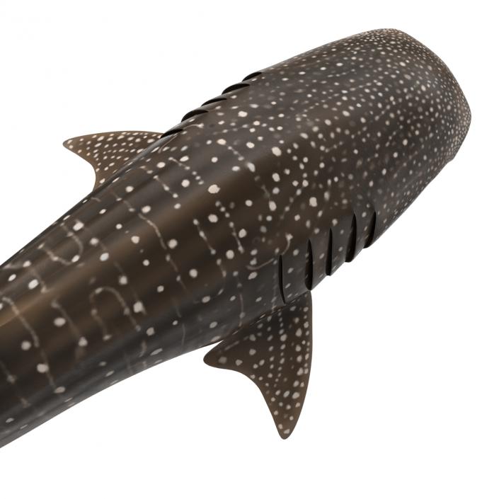 3D Whale Shark Rigged model