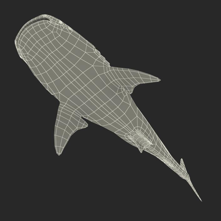 3D Whale Shark Rigged model