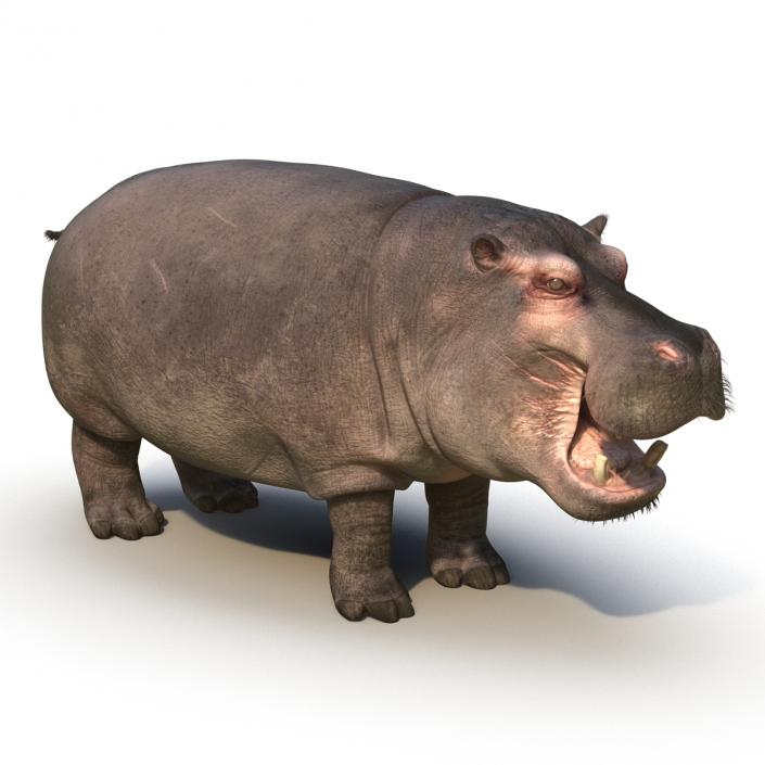 3D Hippopotamus Rigged with Fur model