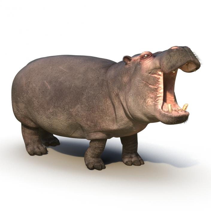 3D Hippopotamus Rigged with Fur model