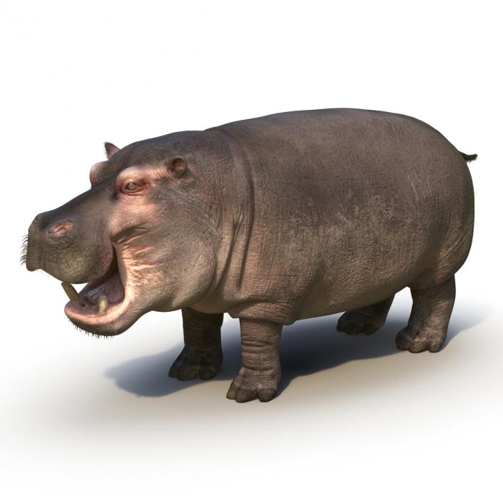 3D Hippopotamus Rigged with Fur model