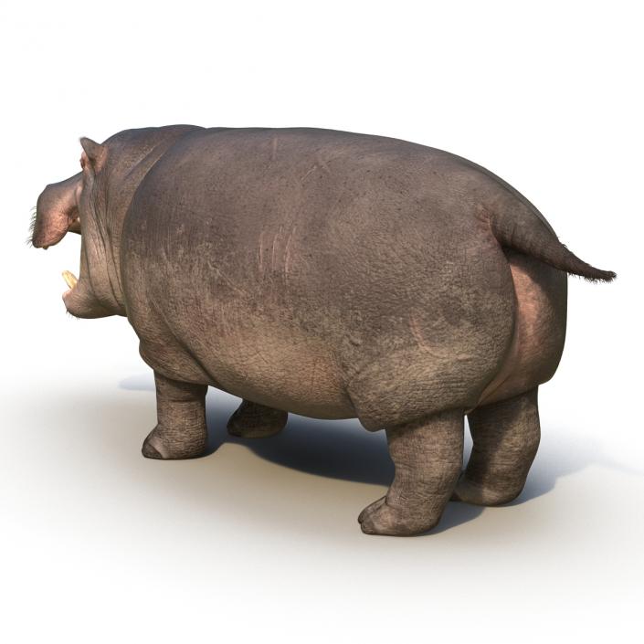 3D Hippopotamus Rigged with Fur model