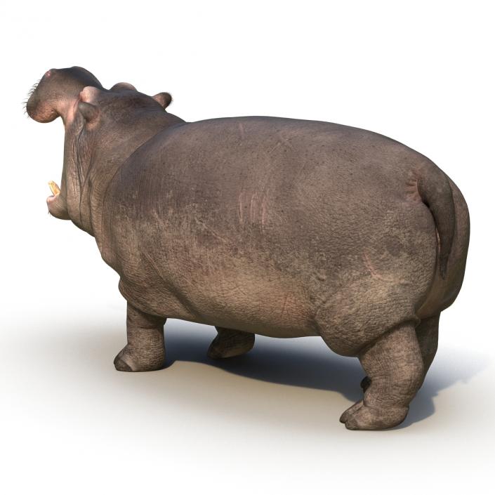 3D Hippopotamus Rigged with Fur model