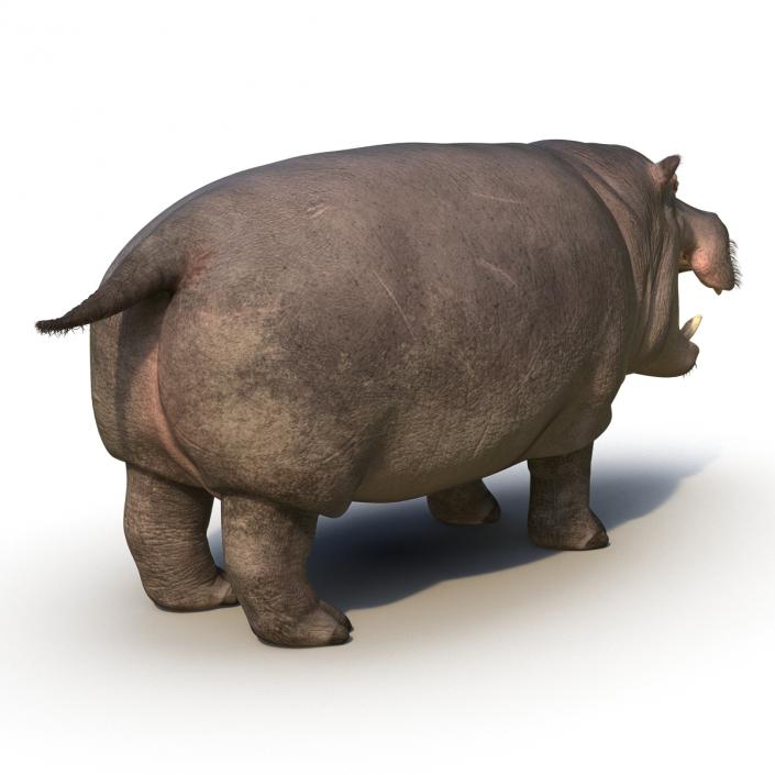 3D Hippopotamus Rigged with Fur model