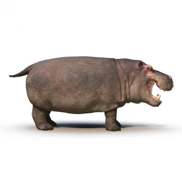 3D Hippopotamus Rigged with Fur model