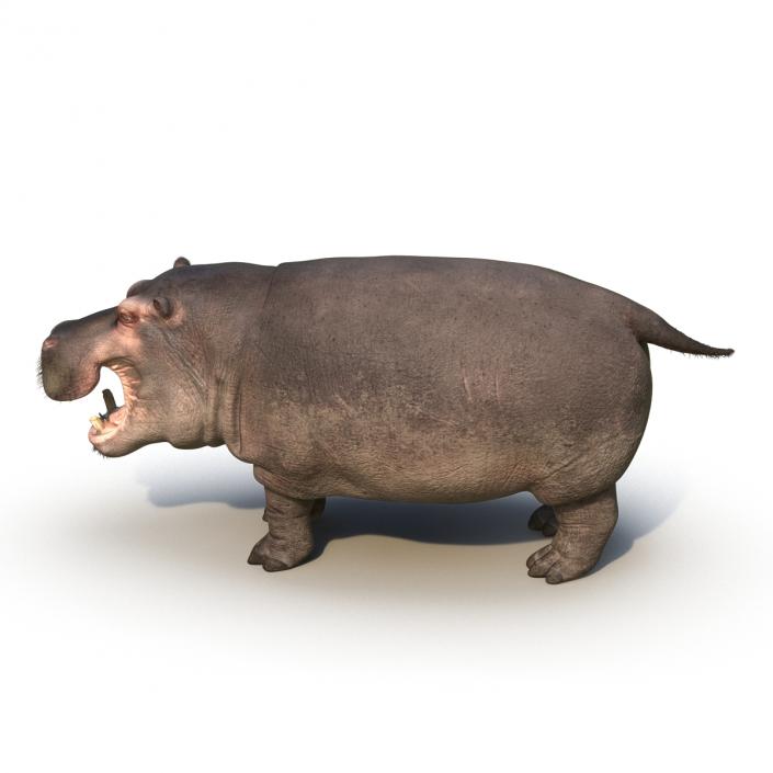 3D Hippopotamus Rigged with Fur model