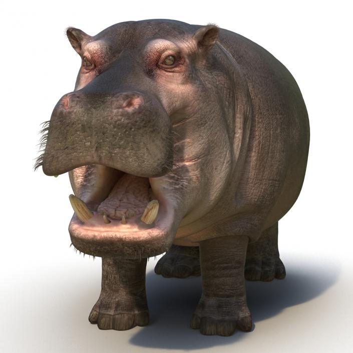 3D Hippopotamus Rigged with Fur model