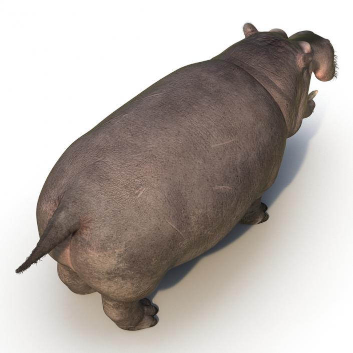 3D Hippopotamus Rigged with Fur model