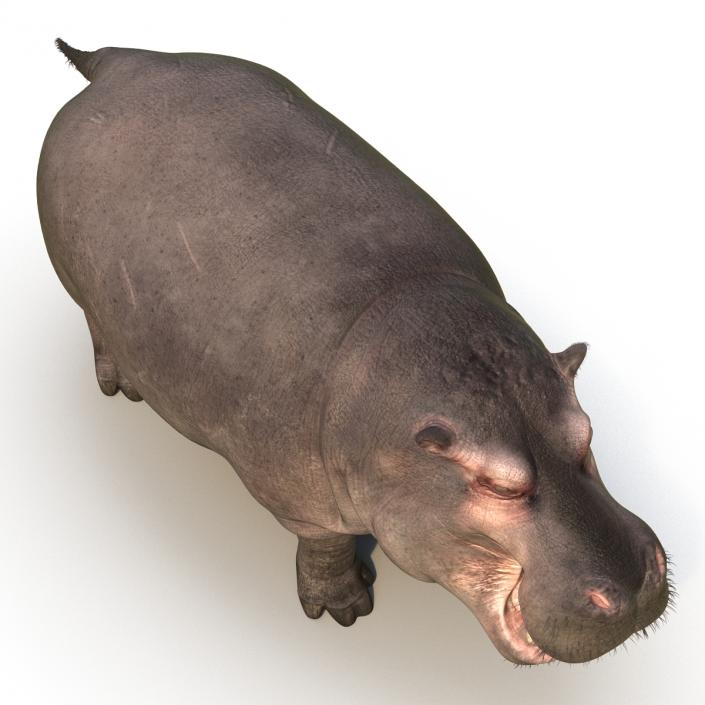 3D Hippopotamus Rigged with Fur model