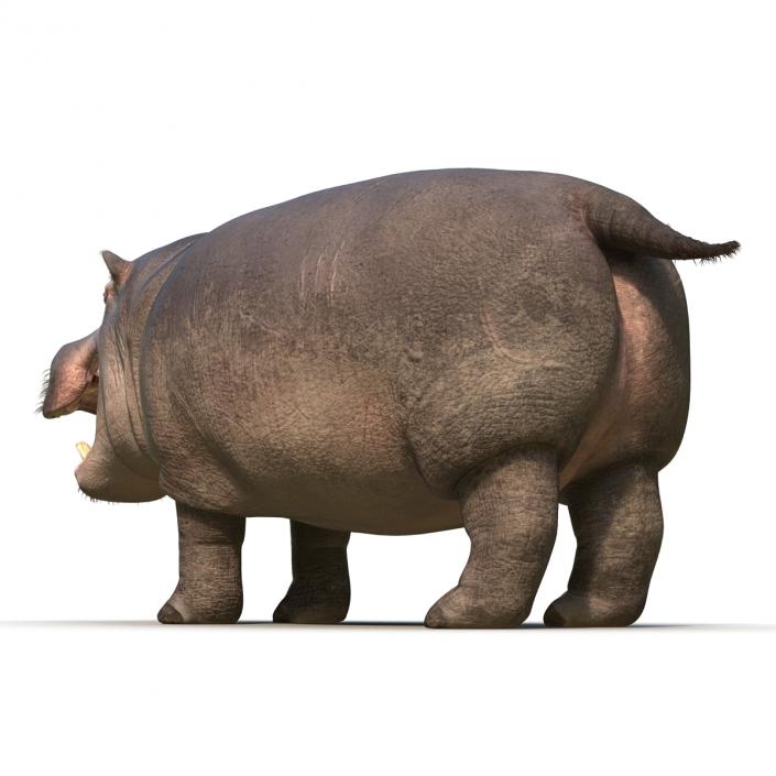 3D Hippopotamus Rigged with Fur model