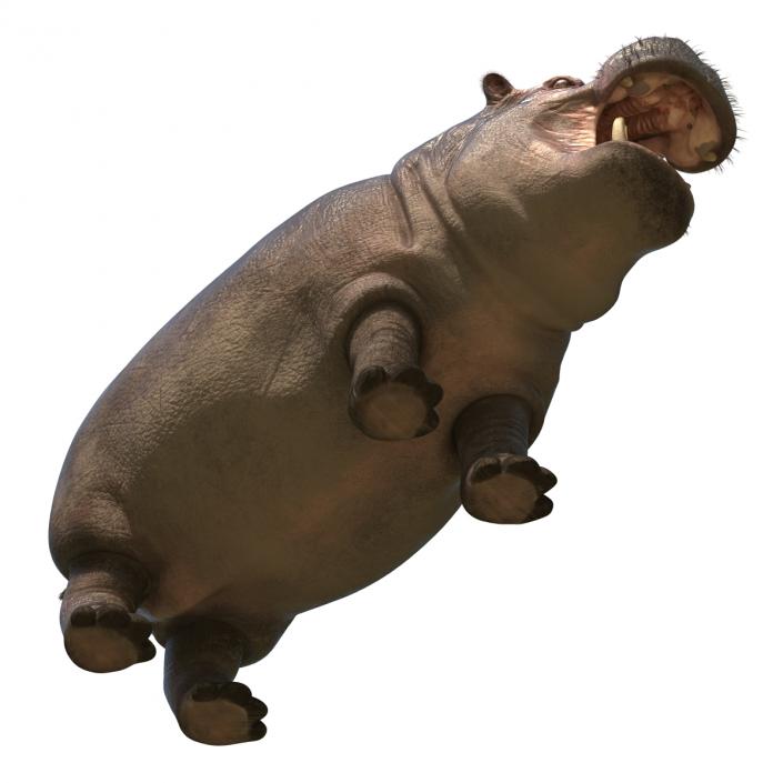 3D Hippopotamus Rigged with Fur model