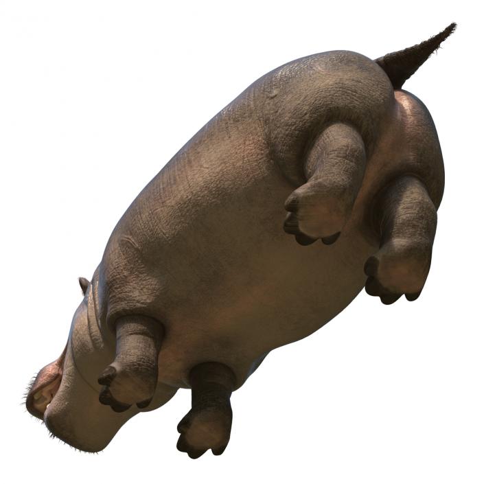 3D Hippopotamus Rigged with Fur model