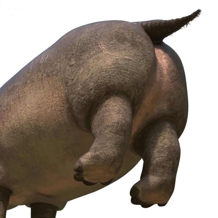 3D Hippopotamus Rigged with Fur model