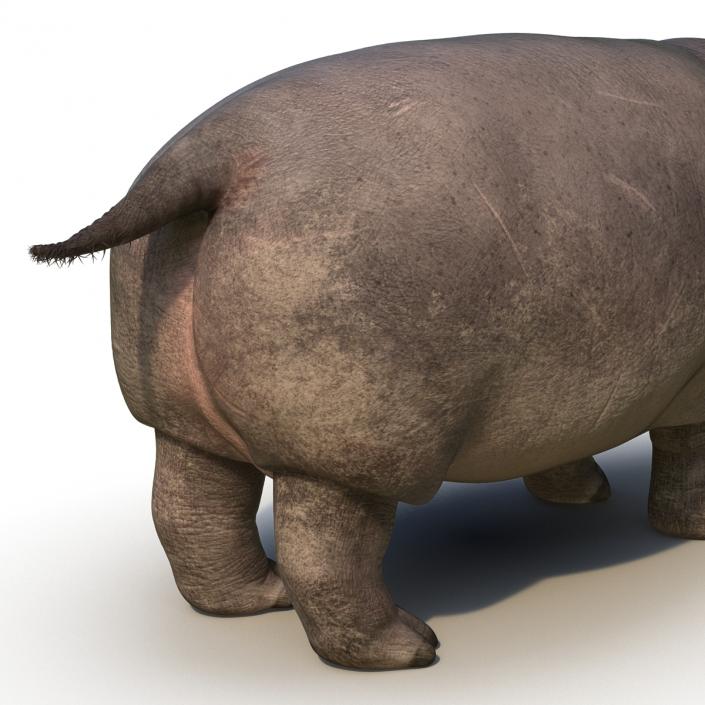 3D Hippopotamus Rigged with Fur model