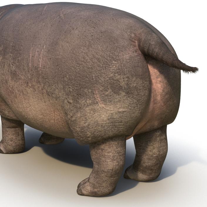 3D Hippopotamus Rigged with Fur model