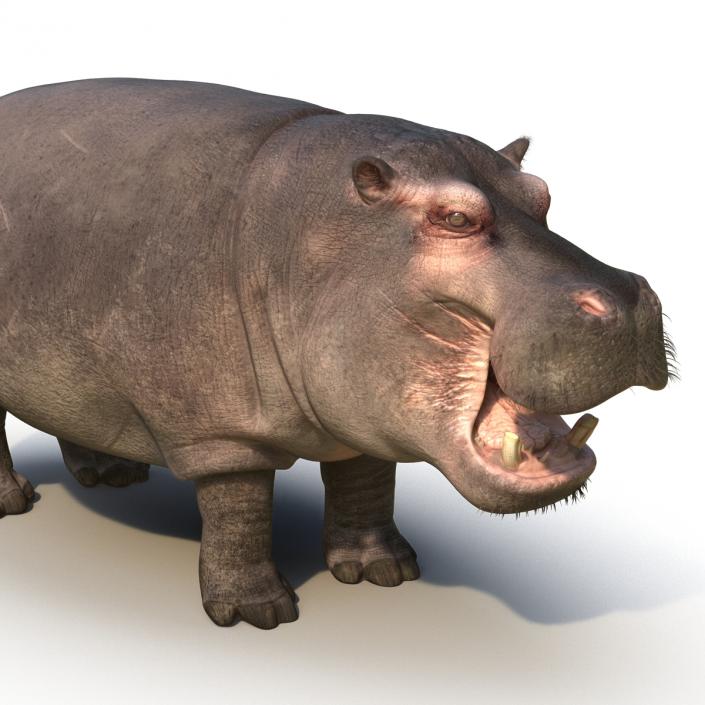 3D Hippopotamus Rigged with Fur model