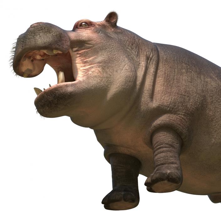 3D Hippopotamus Rigged with Fur model