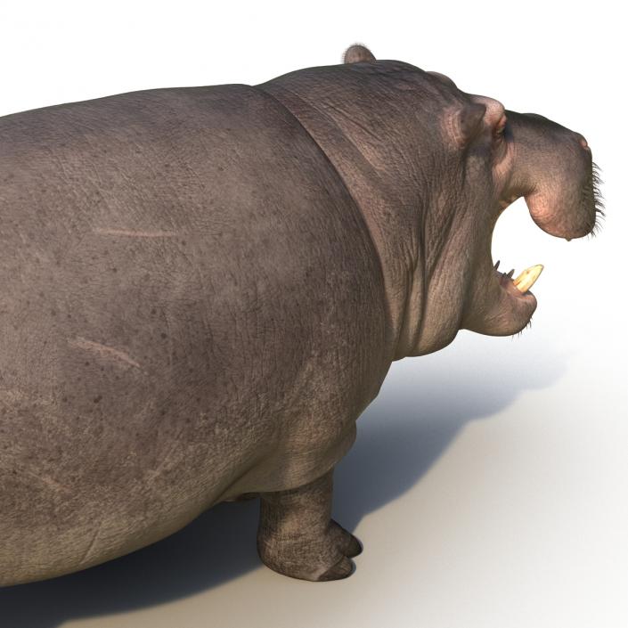 3D Hippopotamus Rigged with Fur model