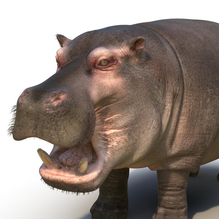 3D Hippopotamus Rigged with Fur model