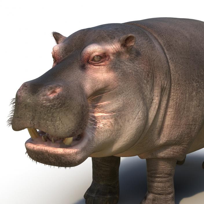 3D Hippopotamus Rigged with Fur model