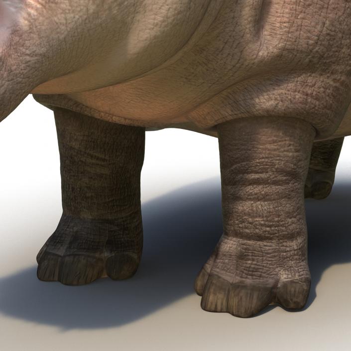 3D Hippopotamus Rigged with Fur model