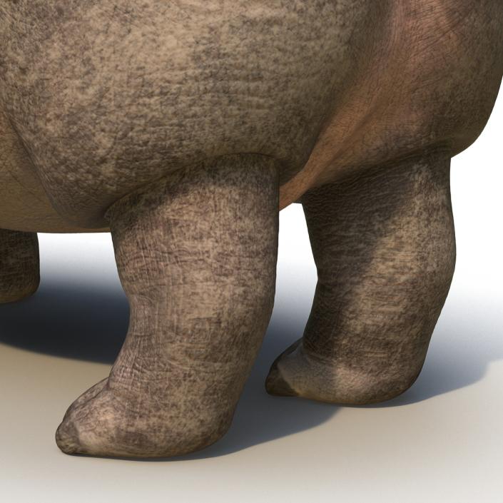 3D Hippopotamus Rigged with Fur model