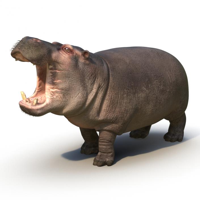 3D Hippopotamus Pose 2 with Fur model