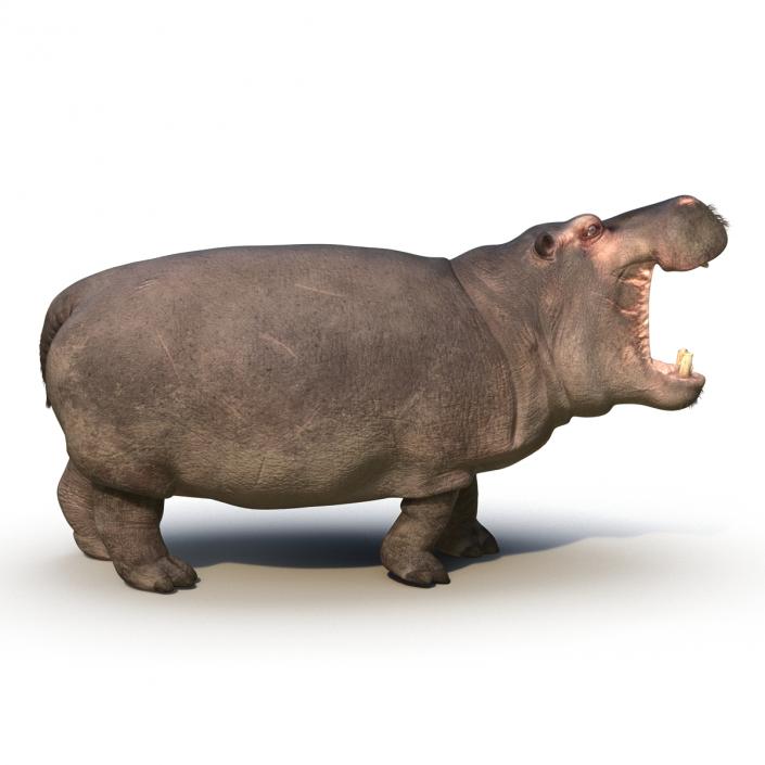 3D Hippopotamus Pose 2 with Fur model