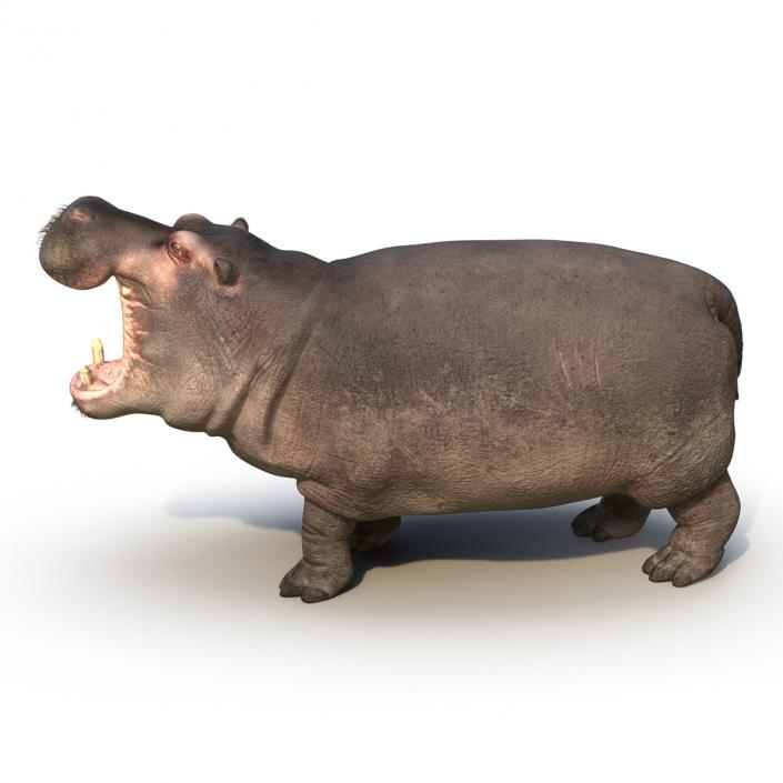 3D Hippopotamus Pose 2 with Fur model