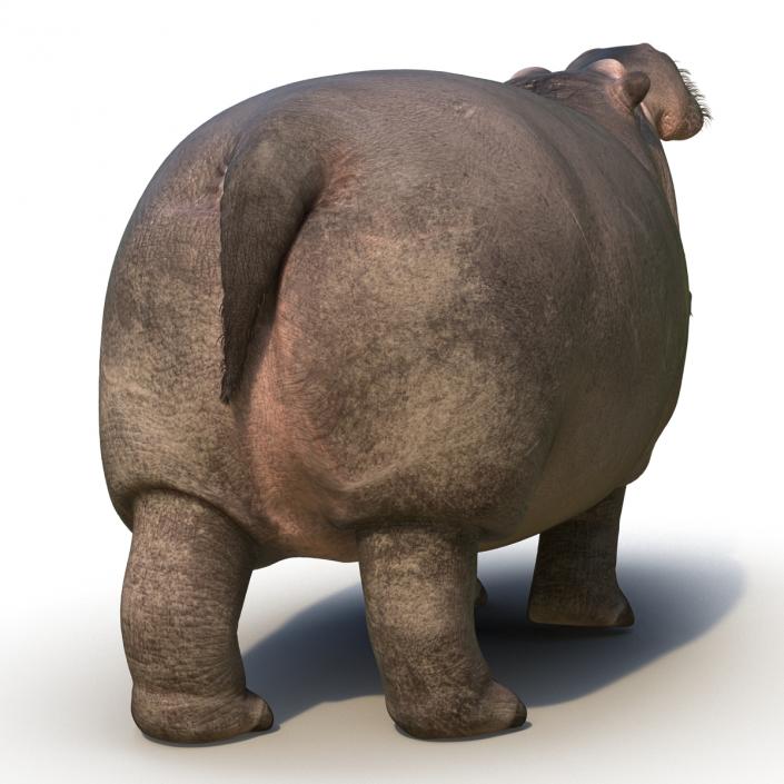 3D Hippopotamus Pose 2 with Fur model