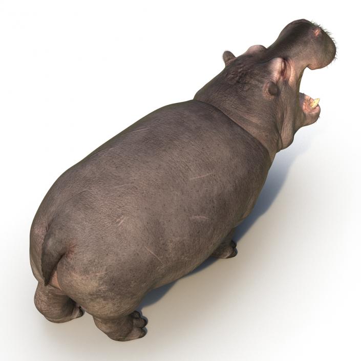 3D Hippopotamus Pose 2 with Fur model