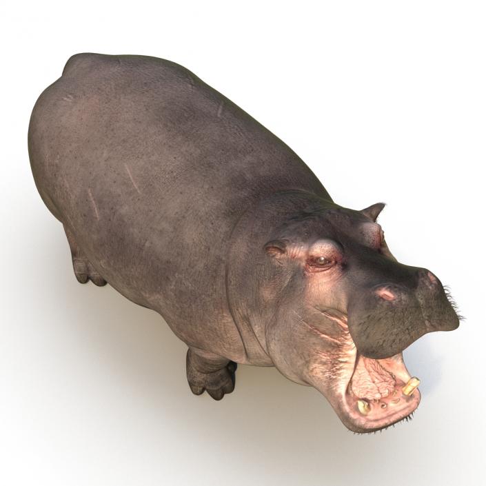 3D Hippopotamus Pose 2 with Fur model