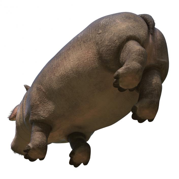 3D Hippopotamus Pose 2 with Fur model