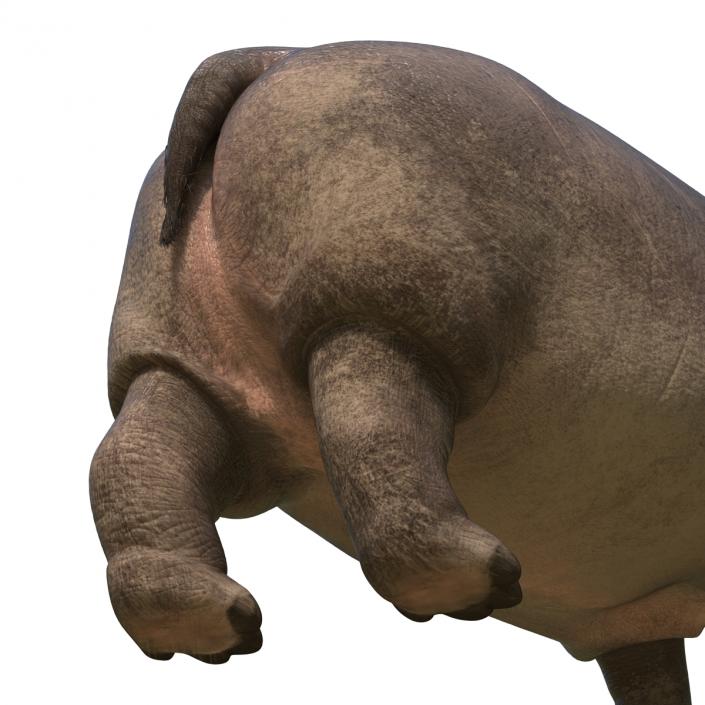 3D Hippopotamus Pose 2 with Fur model