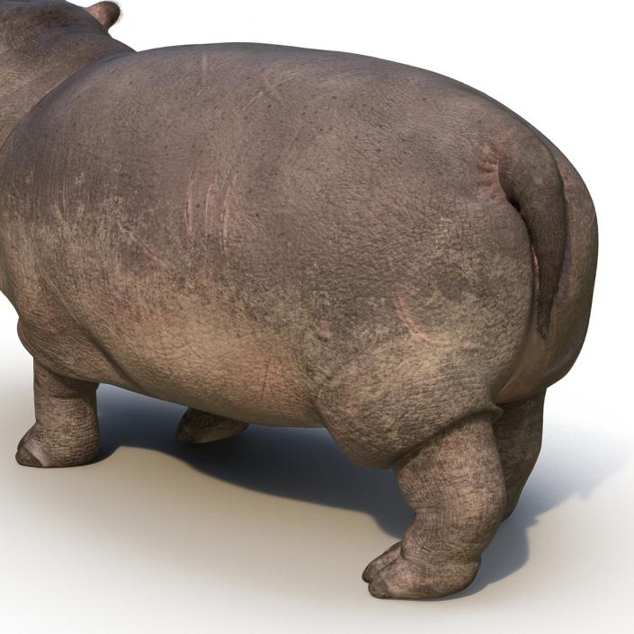 3D Hippopotamus Pose 2 with Fur model