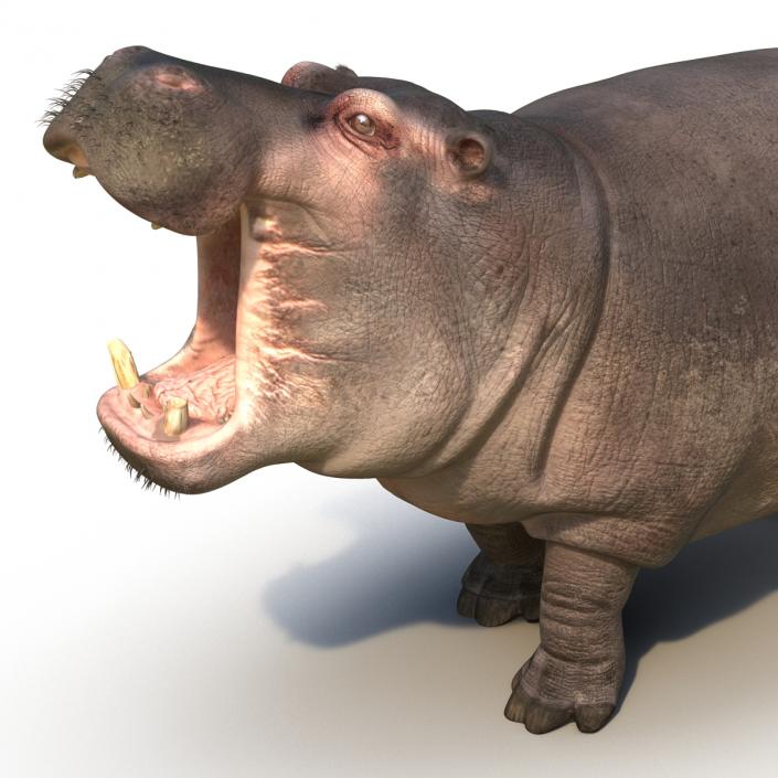 3D Hippopotamus Pose 2 with Fur model