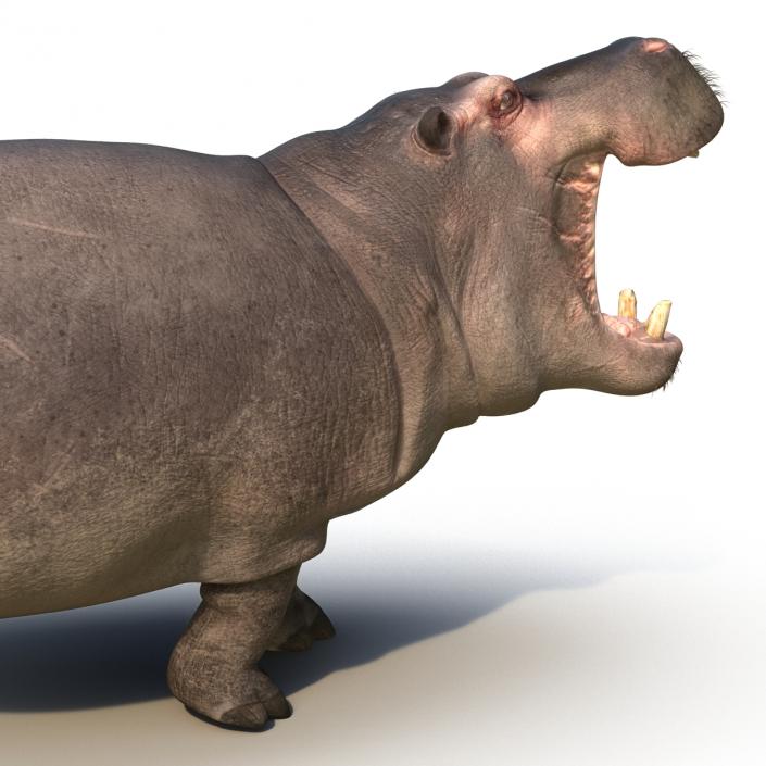 3D Hippopotamus Pose 2 with Fur model